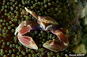 Neopetrolisthes maculatus-Liwutonkidi Jetty beach-22m-20180604-Denis-ADER-DSC_4183_tn